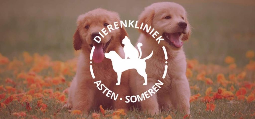 Nieuwe naam en website voor de gezelschapsdierenkliniek
