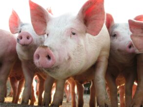 Vacature varkensdierenarts
